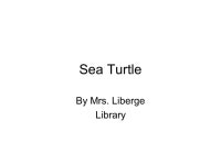 Sea Turtle By Mrs. Liberge Library. WHERE MY ANIMAL LIVES Sea turtles are reptiles that live in the ocean worldwide. -  ppt download