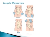 The Prenatal Assessment.  Nurse’s role ◦ Communicate ◦ Advocate ◦ Respect ◦ Empower women ◦ Help woman become... 