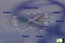 Management Structure. -  ppt download
