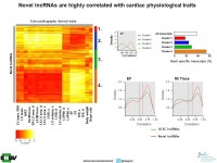 Genomic ‘dark matter’ in the heart A clinical treasure trove Samir Ounzain, Ph.D CGRM Seminar Series, Maastricht – 5 th... 