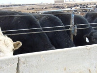 USDA Outlook Forum Feeder Cattle Supplies for the South Plains and Implications February 24, 2012 By Don Close Market Director... 