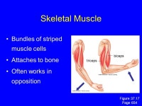 Protection, Support, and Movement. Integumentary Function A. outer covering of body B. protects against injury, dehydration, UV... 