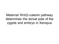 Wnt signaling in development and disease Vítězslav Bryja, PhD. Institute of Experimental Biology Faculty of Science, Masaryk... 