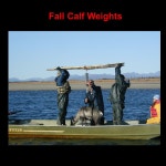 Western Arctic Caribou Herd. Population Information. -  ppt download