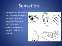 Sensation The process by which our sensory receptors receive stimulus energies from our environment. Sensory receptors detect... 