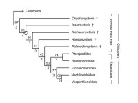 Evolution of echolocation  Echolocation basics  Evidence for how and when it appeared  Continuing evolution of echolocation.... 