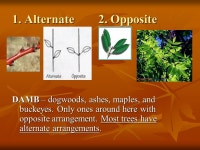 Chap. 29 : Leaves. I.Primary Function of Leaf Photosynthesis – depends on light, temp., and supply of water and carbon dioxide.... 
