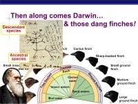 AP Biology Evidence for Evolution by Natural Selection. -  ppt download