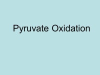 Quarter 2 Exam Practice Questions. Respiration Name anaerobic respiration with yeast that produces Ethyl alcohol. -  ppt download