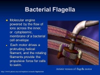 Nano-Lab August 2003 Nano-scale motors. Molecular Motors  Biological Motors  Background  Three types of linear stepper protein... 