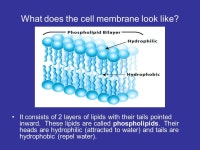 Cell Membrane & Cell Transport. What does the cell membrane look like? It consists of 2 layers of lipids with their tails pointed... 