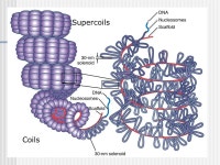 DNA and RNA Chapter 12. Griffith Studied disease in humans in 1928 Wanted to know how certain types of bacteria cause pneumonia... 
