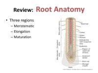 Review: Root Anatomy Three regions – Meristematic – Elongation – Maturation. -  ppt download