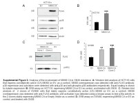 Figure 1 A -SN50-C8-S-A2-G7 B C HCT116-sHCT116-SN6 NTSN38NTSN38 HCT116-s pp38 tubulin NT 0.1µM 1µM 5µM 10µM pp38 tubulin... 