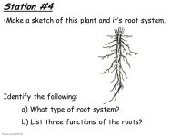 Station #1 Make a sketch of this plant and it’s root system.... Identify the following: a) Type of root system? b) Vascular or... 