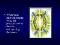 Section 23.1 Objectives – page 605 Identify the major types of plant cells. Section Objectives: 23.1 Distinguish among the... 