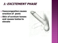 Chapter Five MALE CIRCUMCISION  Sex Hormones  Functions of sex hormones include:  Sex hormones are produced from several... 