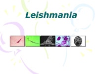 Flagellates Species Sites parasitizedDiseases involvedEpidemic regions Leishmania donovani macrophagevisceral leishmaniasis... 