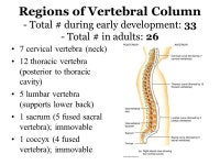 Vertebral Column Also called the spine or backbone Composed of a series of bones called vertebra FUNCTIONS: –rotate forward... 