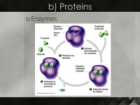 Nutrition and Digestion Biology 20 Unit 1. Key Questions oHow does a single cell like a fertilized egg grow into an adult human... 
