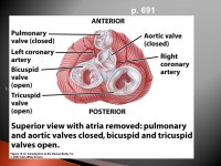Auri- = ear 3. Cardio-, cor- = heart 4. -emia = in the blood 5. Endo- = within 6. Epi = on top of ppt download