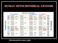 HUMAN GENOME Gene density 1/100 kb (vary widely); Averagely 9 exons per gene 363 exons in titin gene Many genes are intronsless... 