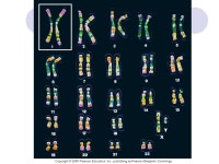 Topic 3 Meiosis (gamete formation) Human chromosomes Human somatic cells (any cell other than a gamete) have: 22 pairs of... 