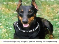 Top 15 Smartest Dogs Hannah Haskins. Cairn Terrier  This terrier is very spirited, Loyal, and usually independent. It is also... 