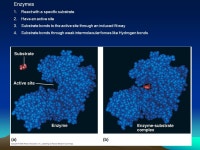 Understand metabolism is the transfer of energy between forms. 2.Free energy dictates energy transfer. 3. ATP is. -  ppt download