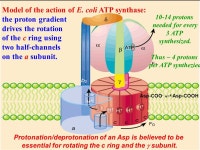 Binding ADP + P i Synthesizing ATP Releasing ATP The binding-change mechanism or rotational catalysis (Paul Boyer, 1980s) Each... 