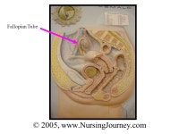 Reproductive System Female Quiz © 2005,  -  ppt download