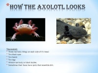 By: Naylah Taing The Axolotl: * Three red hairy things on each side of it’s head * Two black eyes * Two hands * Two legs... 