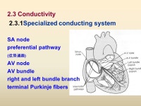 Chapter 4 BLOOD CIRCULATION. Key points in this unit: 1.the action potential of the ventricular muscle and the action potential... 