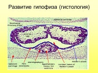 Лекция 16 Структуры, образованные черепными плакодами или включающие... 
