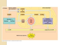 Cellular Respiration: Harvesting Chemical Energy Chapter ppt download