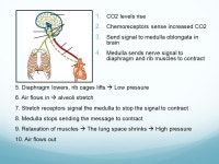 Respiratory System – Part 2 How do we breathe? Key starting points: Lungs are in their own air-tight space Diaphragm powers... 