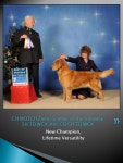 New Companion Dog Auroragold’s Legends of Kohana RE CD CGN. -  ppt download