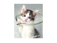 Ch. 21 The Genetic Basis Of Development. Eye on antennae. -  ppt download