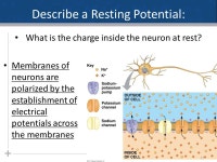 AP Bio – 3/19/13 The Nervous System, Chp.48 Body Systems Test Thursday (Chp.40, 43 (Immune), 45 (Endocrine), & 48 (Nervous) ppt... 