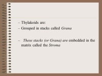 Cell organelles. Nucleus Largest organelle in eukaryotic cells Control center of the cell Contains DNA scattered throughout as... 