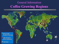 Yoshio Arino IIEP 1999 Fall 11/25/99. Contents General Information Effects Ingredients –Caffeine Coffee and Your Health... 