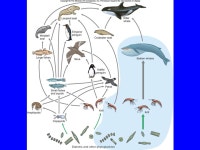 Ecosystems. Environment and Habitat Environment Abiotic factors Biotic factors Habitat Specific place where organism is found... 