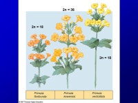 Bio 161 Ecology and Evolution Macroevolution Speciation. -  ppt download