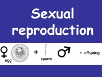 3/20/2015 Starter: Quiz Sexual and Asexual Reproduction Sexual and Asexual Reproduction Sexual and Asexual Reproduction Sexual... 