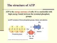 Cellular Respiration The importance of ATP Glycolysis The link reaction The Kreb’s cycle The electron transport chain. -  ppt... 