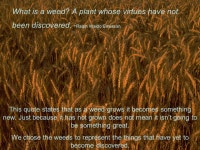 By: Caroline and Lacie Quotes by Henry David Thoreau and Ralph Waldo Emerson. -  ppt download