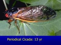 Important Insect Orders. Depending upon which textbook you use, there are Insect Orders A few less common Orders are not listed A... 