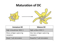 Dendritic Cell and its Role in Adaptive Immunity and Cancer Immunotherapy Amna Muhammad Ph. D scholar Biochemistry ppt download