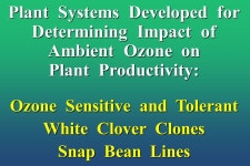 How Ozone Has Affected the Productivity of Plants on Long Island Margaret T. McGrath Dept. of Plant Pathology and Plant-Microbe... 