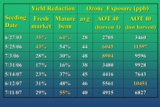 How Ozone Has Affected the Productivity of Plants on Long Island Margaret T. McGrath Dept. of Plant Pathology and Plant-Microbe... 